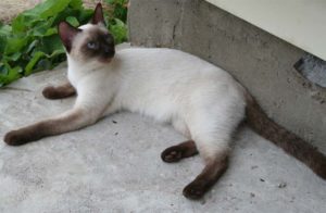 Thai fajta leírását és jellegét, tartalmát, mint a takarmány, a színek, képek, zoosecrets (thai leírás természet fajta kép) Thai fajta leírását és jellegét, tartalmát, mint a takarmány, a színek, fotó, zoosecrets
