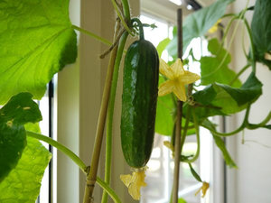 Finomságok növekvő uborka az erkélyen