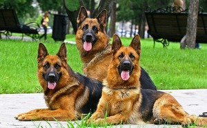 Top 10 legintelligensebb kutyafajták által elismert a világon, funkciók és jellemzők az állatok