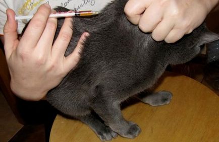 Tanulási önálló injekciót macskák utasítások és ajánlások