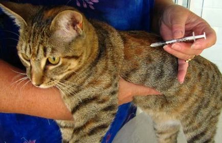Tanulási önálló injekciót macskák utasítások és ajánlások