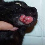 A macska duzzadt alsó ajak okok és a kezelés, emlő, arcon, a száj, hogy lehet és mit