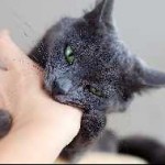A macska duzzadt alsó ajak okok és a kezelés, emlő, arcon, a száj, hogy lehet és mit