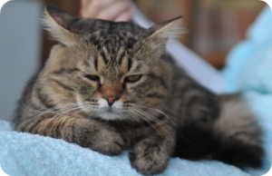 A macska duzzadt arc - Okok és kezelés