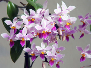 Gondozása Phalaenopsis orchidea otthon vásárlás után