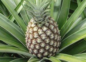 Milyen előnyei vannak az ananászt és az egészségkárosodás különösen ivóvíz