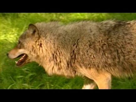 Mi a megszilárdult farkasok