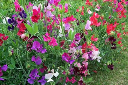 Válassza illatos virágok a kertben