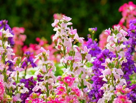 Válassza illatos virágok a kertben