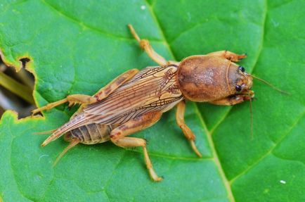 Típusai nyírt pázsit és nem igényelnek kaszálás, dachasadovnika (faj) Típusai nyírt pázsit és nem igényelnek kaszálás, dachasadovnika