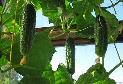 Növekvő uborka az erkélyen lépéseket titkait gazdálkodási gyakorlat