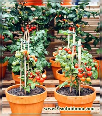 Növekvő koktélparadicsommal otthon, a helyszínen a kertben, ház és a szobanövények