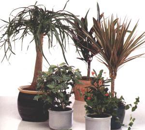 Növő növények hidroponikus - szól beltéri növények