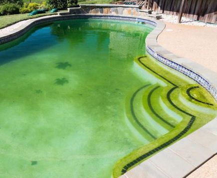 A víz a medencében zölddé teszik gyakorlati ajánlások