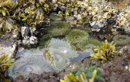 Algapakolásokkal fogyás otthon hatása, használata Laminaria alga
