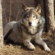Volkosoby erőssége a farkas, a kutya a hűség, titkok otthoni ápolás