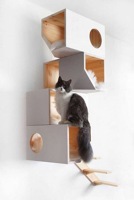 macska életét egy kis lakásban, néhány egyszerű lépés, hogy egy kisállat kényelem