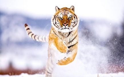 10 érdekes tény a tigrisek!