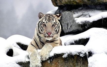 10 érdekes tény a tigrisek!