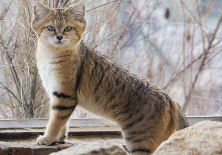 20 gyönyörű macskák, veszélyeztetett vadon