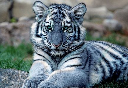 20 gyönyörű macskák, veszélyeztetett vadon