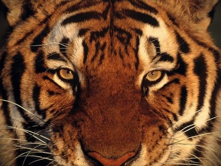 40 érdekes tény a tigrisek, frissebb - a legjobb a nap, amit valaha is szüksége van!