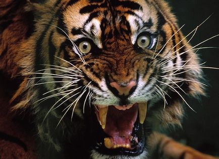 40 érdekes tény a tigrisek, frissebb - a legjobb a nap, amit valaha is szüksége van!