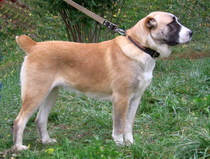 Ázsiai juhászkutya fajta fotó és leírás, különösen a tartalom kölykök és felnőtt kutyák ellátás