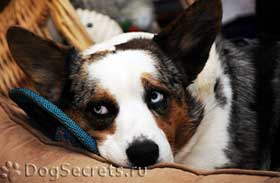 Szív betegség a kutyák tünetek, kezelés