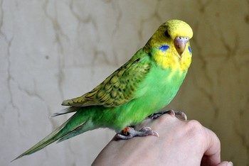 Budgies betegség és a kezelés otthon