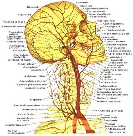 Izomfájdalom, a nyak és a húzás (hátsó, első, oldalsó, balra, jobbra) okoz, hogyan kell kezelni, és mit kell tenni