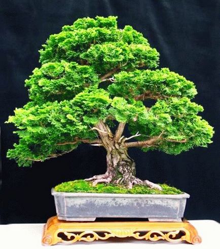 Bonsai kezeddel - hogyan növekszik a bonsai fa, kerti világ