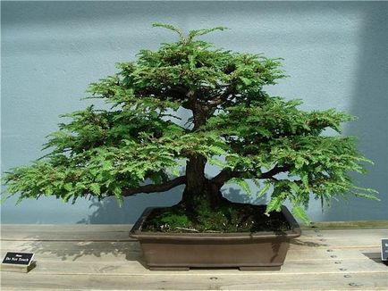 Bonsai mesterkurzus kezét, hogyan lehet a valós és a mesterséges bonsai