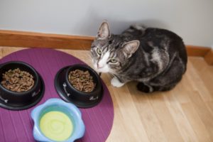A jobb táplálék a macskák állatorvosi tanácsadás és titkok a természetes élelmiszerek