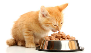 A jobb táplálék a macskák állatorvosi tanácsadás és titkok a természetes élelmiszerek