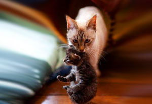 Mi van, ha a macska elhúzódik kiscicák felvétel ✿ ✿ ✿ ✿ ✿ ✿ kotomaniya, wal