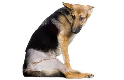 Mi diszplázia a kutyák, a tünetek és a kezelés