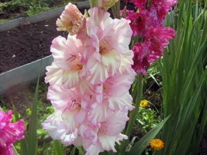 Gladiolus flower - ültetés és gondozás, fotó kardvirág, kardvirág termesztés - leírás; tárolás