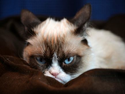 Depresszió macskák mítosz vagy valóság?