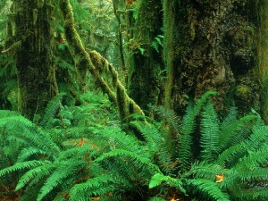erdei ökoszisztéma (vegyes, tűlevelű, trópusi, lombhullató) képeket, jellemzése
