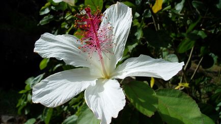 Hibiscus Marsh növekvő magról