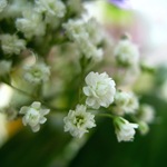 Zöld szín - fénykép, termesztés és a hosszú távú fajta baba levegőt, kedvenc virágok