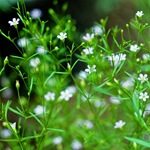 Zöld szín - fénykép, termesztés és a hosszú távú fajta baba levegőt, kedvenc virágok