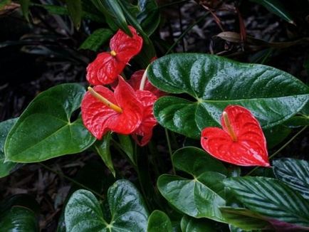 A talaj ültetés Anthurium, hogy melyiket válassza