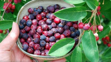 Saskatoon ültetés és gondozás, a leírás a kanadai, olholistnoy, palántanevelés, metszés bokrok