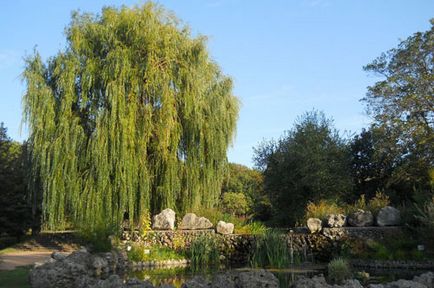 Willow ültetés és gondozás, a fajok és fajták, fotók