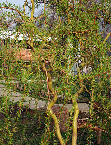 Willow ültetés és gondozás, a fajok és fajták, fotók