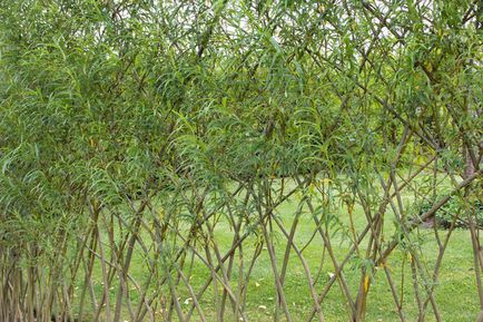 Willow ültetés, gondozás, típusai
