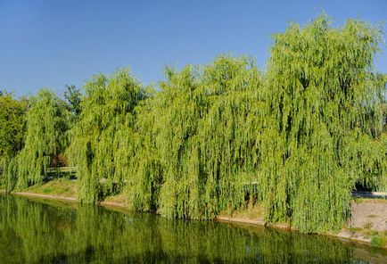 Willow ültetés, gondozás, típusai