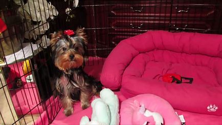 Yorkshire terrier és karbantartással fotó és videó